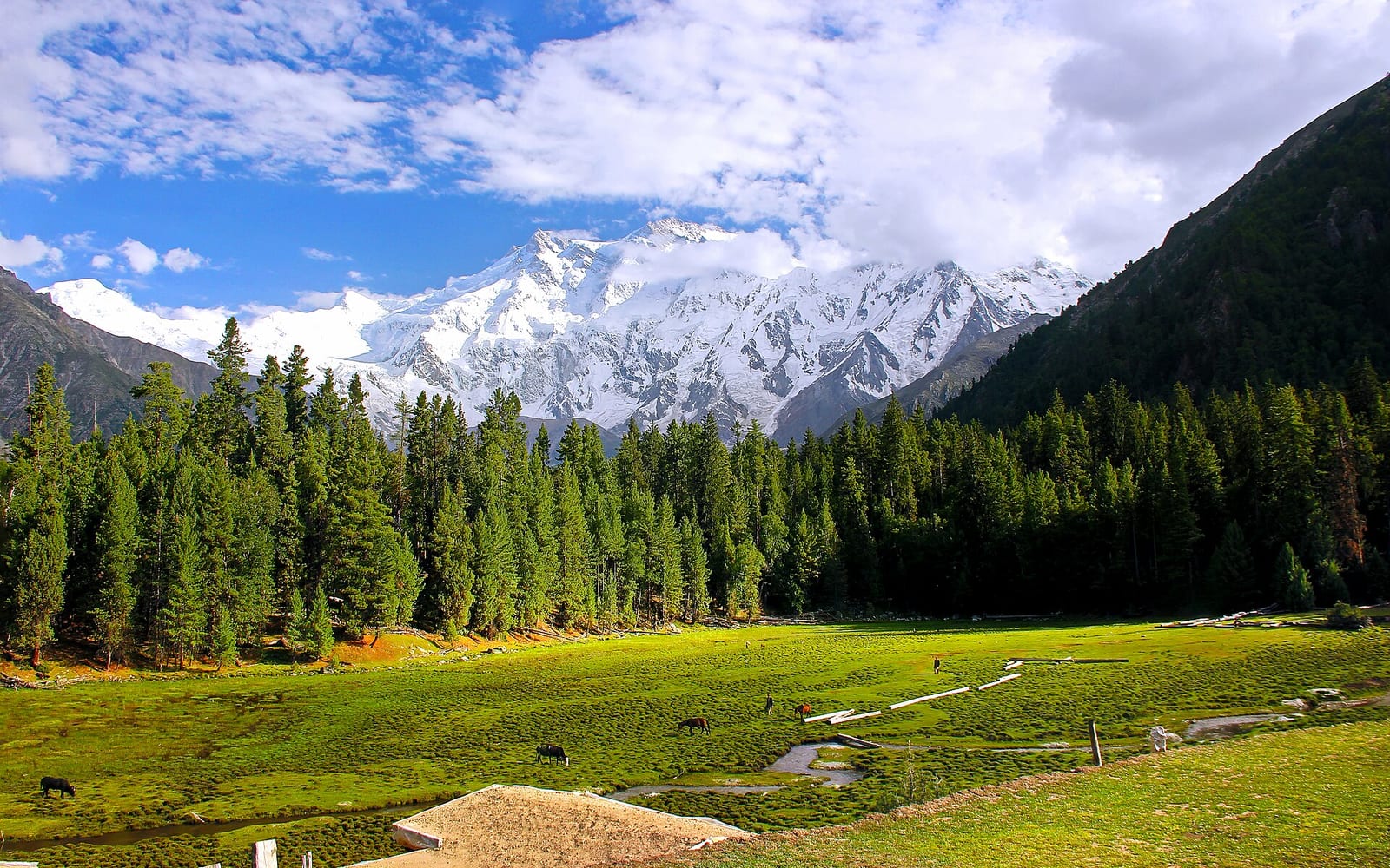 Fairy Meadows & Nanga Parbat BC